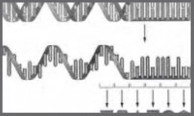 دان، لسلی کلرنس