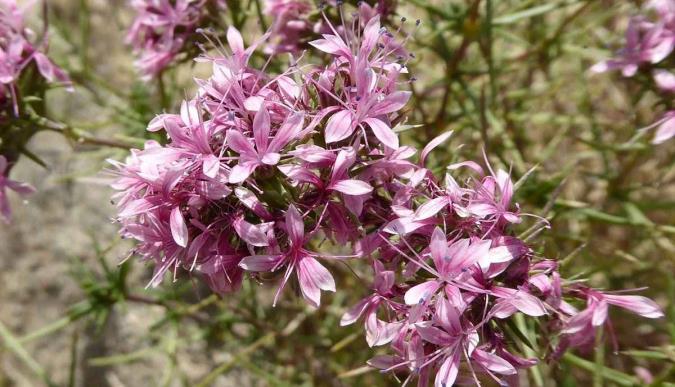 خواص و مضرات گیاه چوبک