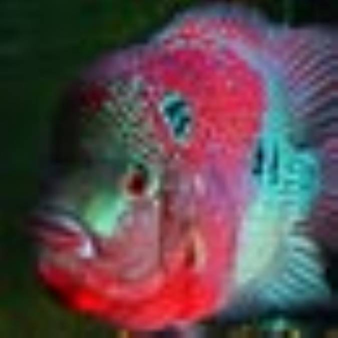 ماهي فلاور هورن ( Flower Horn ) 