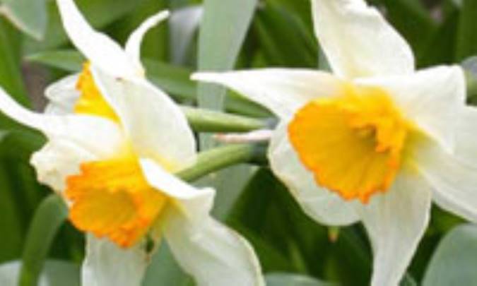 انقلاب جهاني امام مهدي(ع) 