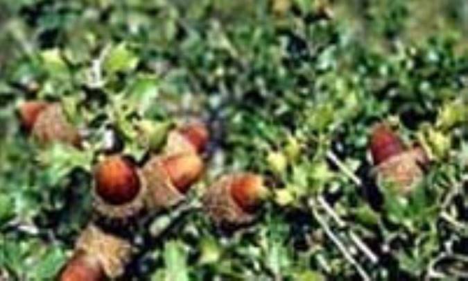 پيچك و بلوط سمى 