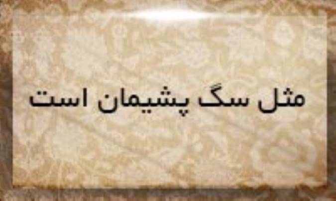مثل سگ پشیمان است