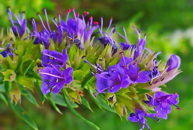 فواید شگفت انگیز گیاه زوفا