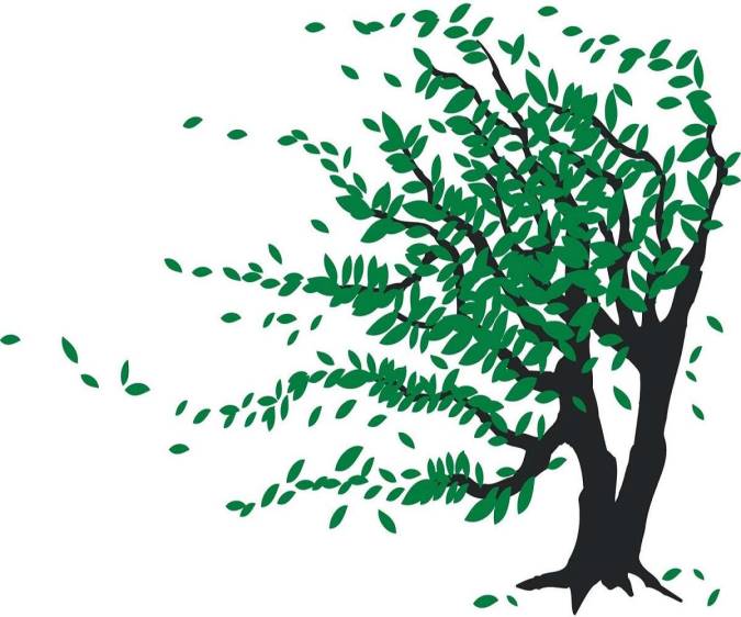 درخت و باد