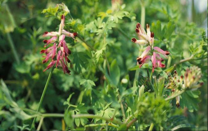 شاتره چه خواصی دارد؟