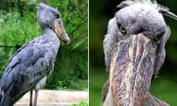 لیست پرندگان در حال انقراض