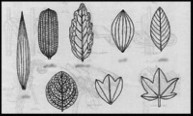 توتسی، دون برونو