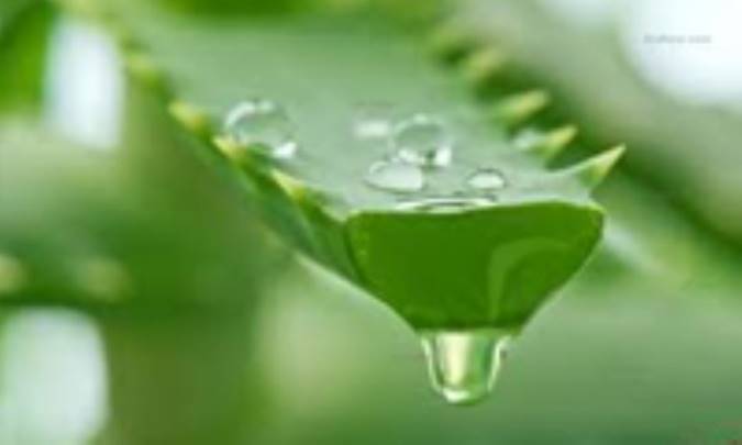 آلوئه ورا برای پوست