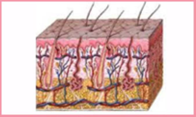 هفت ماده‌ی غذایی که برای پوست مضر است