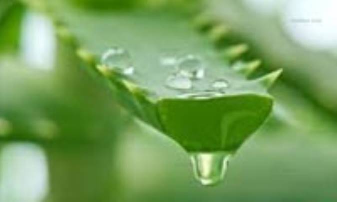 آب آلوئه‌ورا برای یبوست