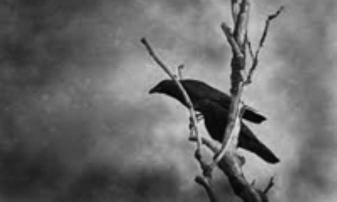 موالیاكا و كلاغ