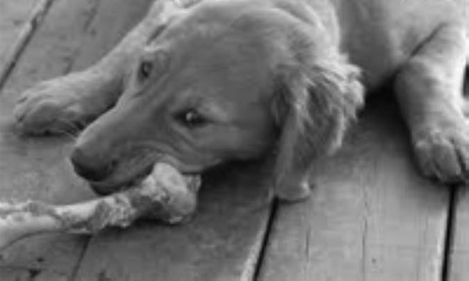 سگ و استخوان