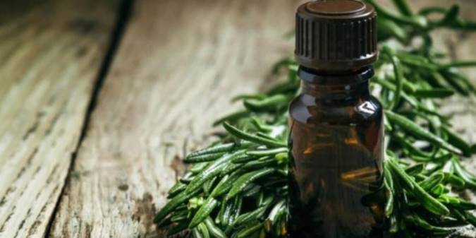 گیاه درخت چای چیست و خواص درمانی روغن آن چیست؟