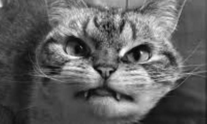 گربه‌ی خون‌آشام