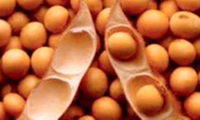 ارتباط میان سویا و سلامت تیروئید