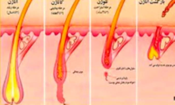 اسرار رشد مو