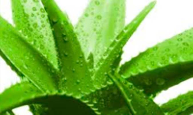 آلوئه ورا و آکنه