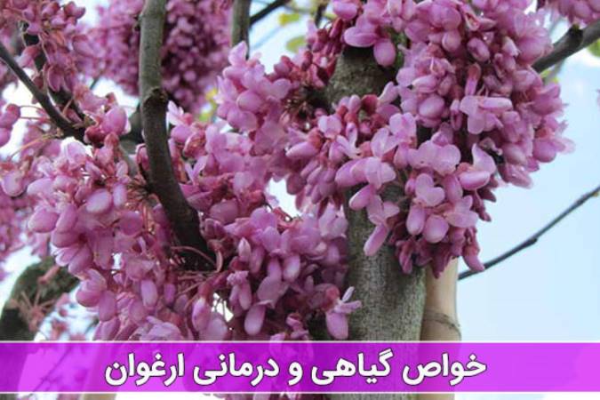 گیاه ارغوان چه خاصیت دارویی دارد؟