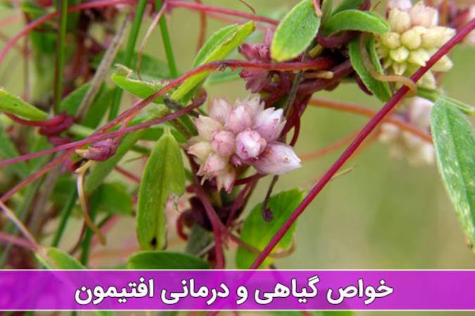 گیاه افتیمون چه خواصی دارد؟