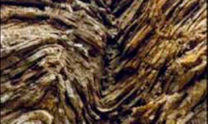 درک ساز و کار دگردیسی موم سان