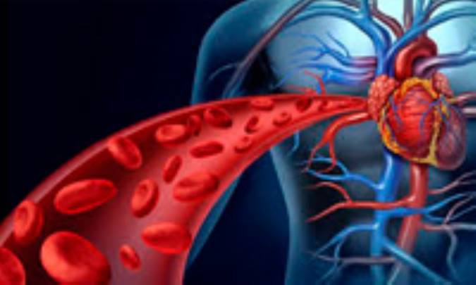 واقعیت‌هایی درباره دستگاه گردش خون