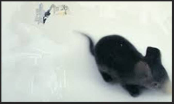 پیمان دوستی