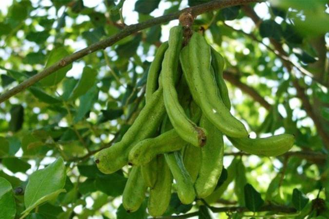 گیاه خرنوب چه خواصی دارد؟