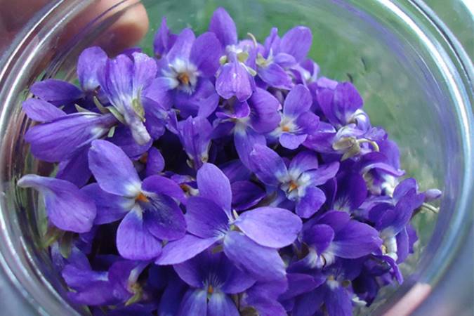 خواص درمانی گیاه بنفشه چیست؟