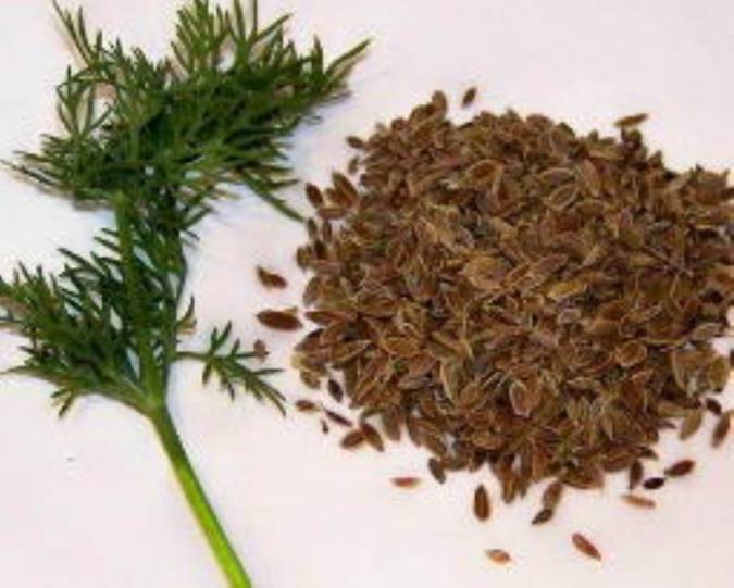 تخم شوید چه خواصی دارد؟