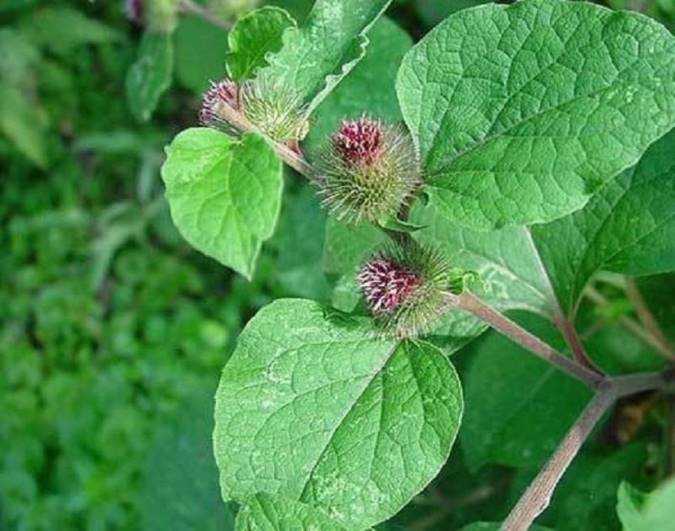 گیاه بابا آدم چه خواصی دارد؟