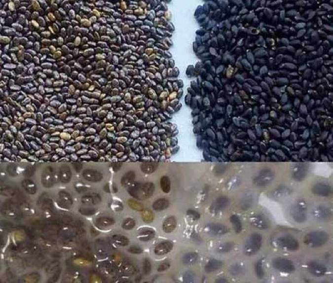 گیاه بالنگو چه خواصی دارد؟