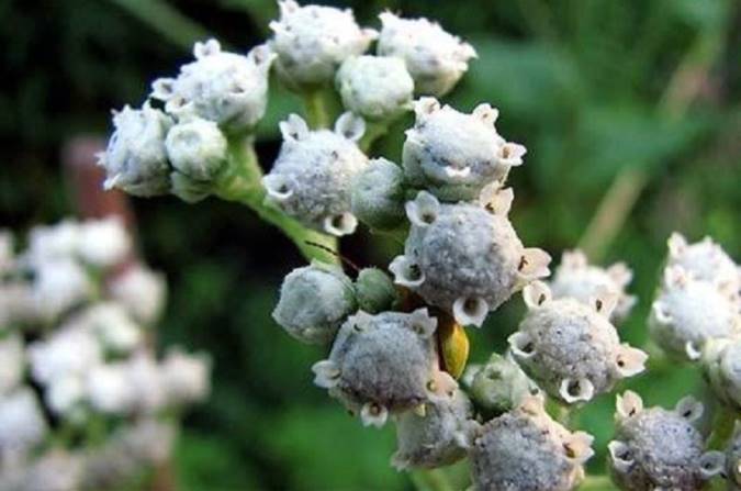 گیاه گنه گنه چه خواصی دارد؟