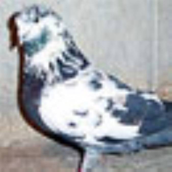 شناخت علمی کبوتر