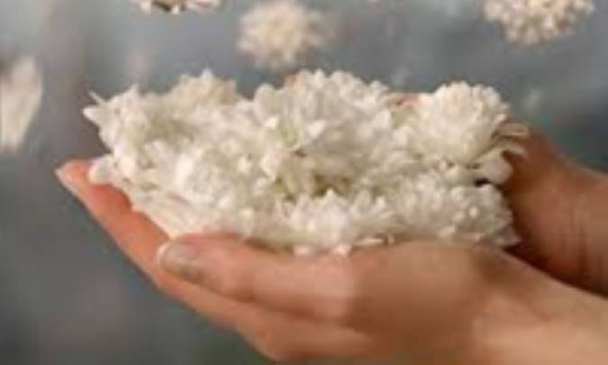 بنده پروری