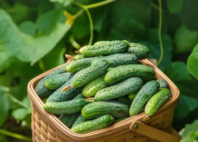 کالری خیار چقدر است؟ + ارزش غذایی