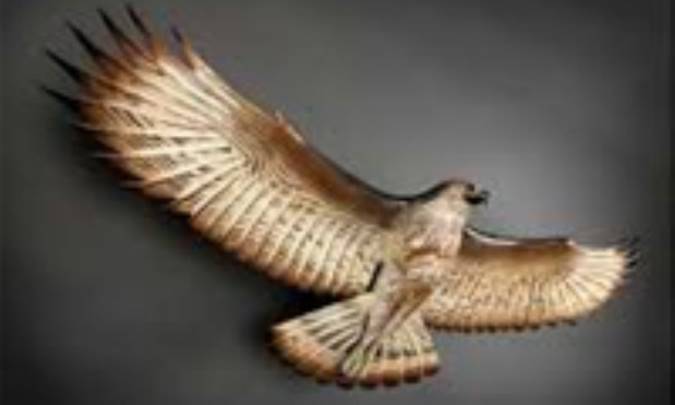 عقاب هواپیما