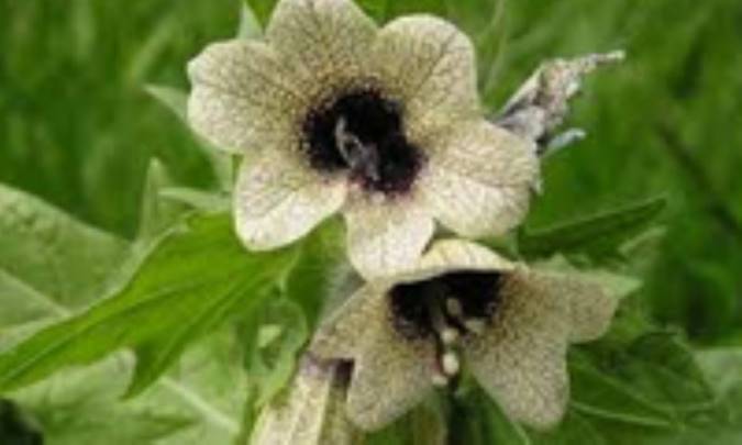 بنگ دانه Hy0scyamus