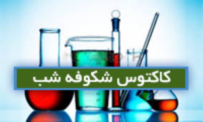 کاکتوس شکوفه شب Cactus gran