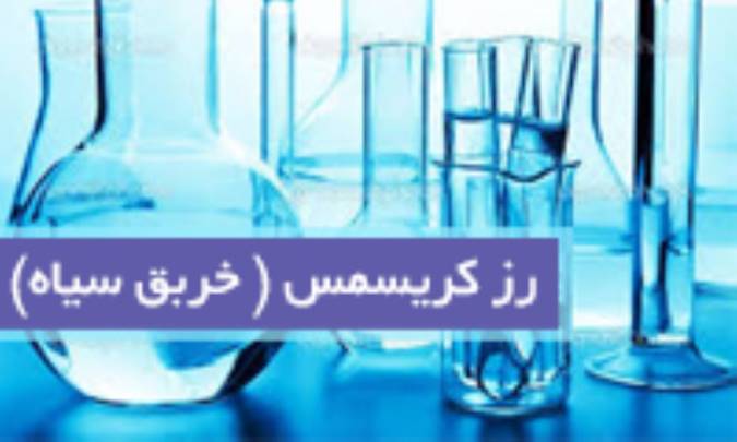 رز کریسمس (خربق سیاه) Helleborus nig