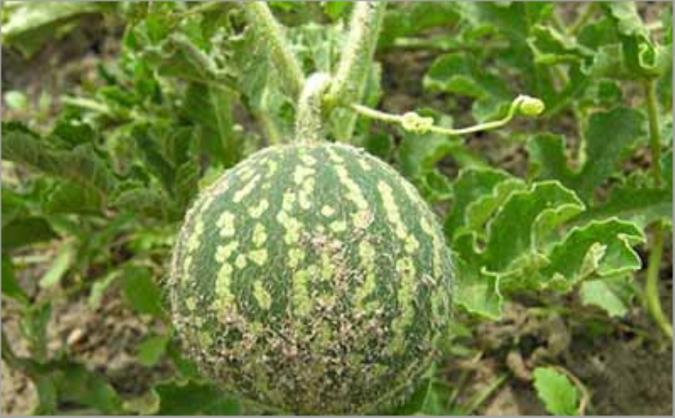 معرفی هندوانه ابوجهل و خواص درمانی آن