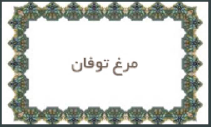 مرغ توفان