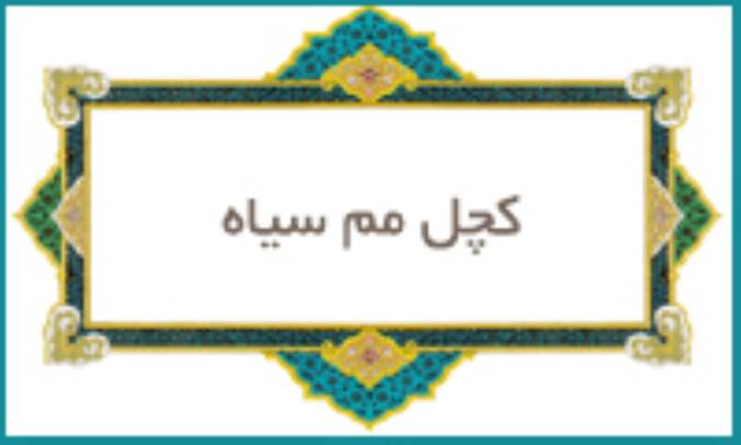 كچل مم سیاه
