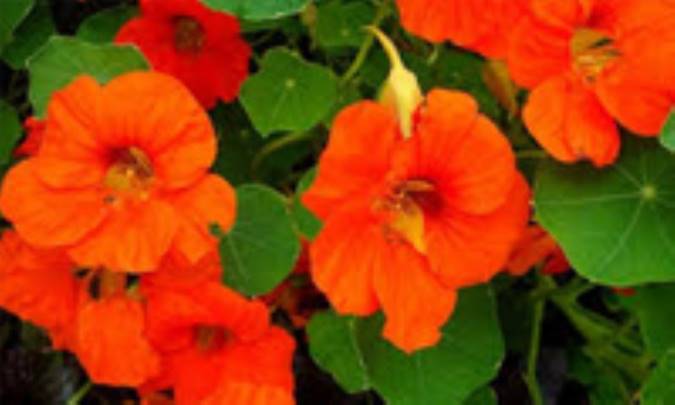 چگونه گل لادن را بکاریم و از آن مراقبت بکنیم