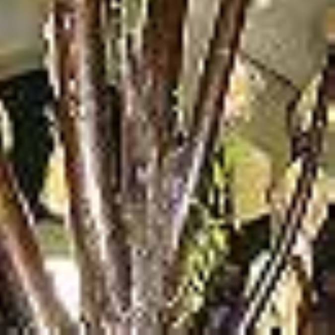 ماجرای درخت معجزه 