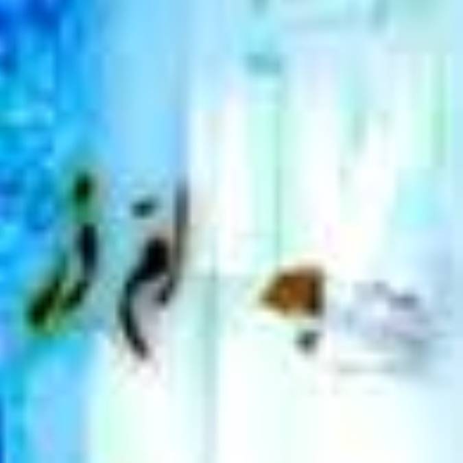 ام ّ‏ذرّ بانویی سخنور