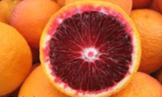 پرتقال خونی