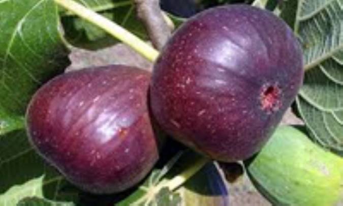فوائد میوه‌ی انجیر