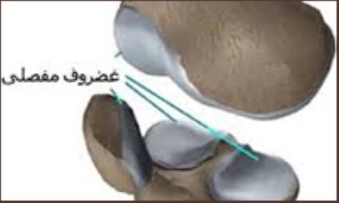 کارکرد غضروف