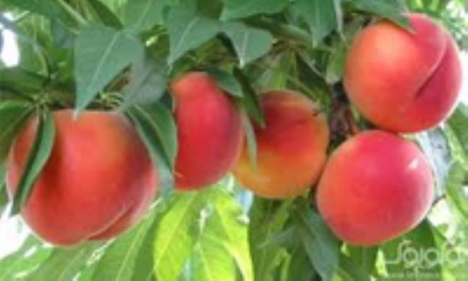 پرورش درختان هلو