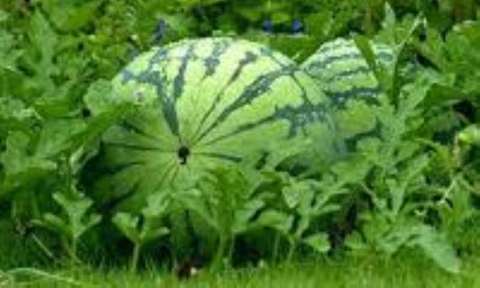 پرورش هندوانه کار دشواری نیست.